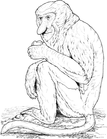 Proboscis Monkey Coloring Page